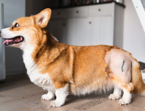 Did Your Dog Tear Their Cruciate Ligament? Here’s What To Do