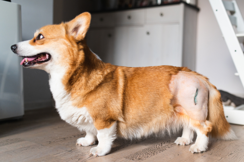 Dog affected by canine hip dysplasia, highlighting symptoms such as limping, stiffness, reduced mobility, joint pain, and the importance of veterinary diagnosis and treatment.