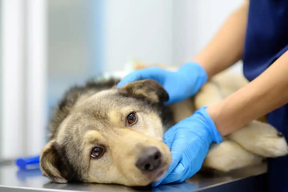 A close-up shot of a sick or injured mixed-breed dog lying down on a metal veterinary table, looking sadly into the camera while a veterinary professional wearing blue nitrile gloves gently stabilizes its head and neck.