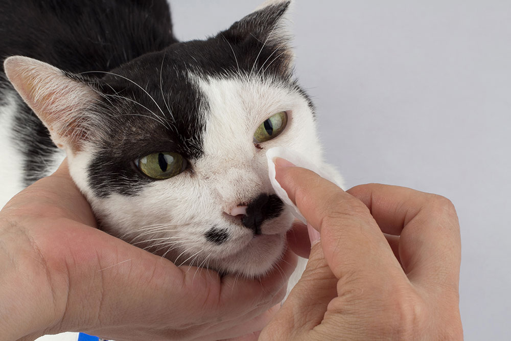 A person gently holding a black-and-white cat’s head while wiping the area around the cat’s eye with a cotton pad against a plain background.