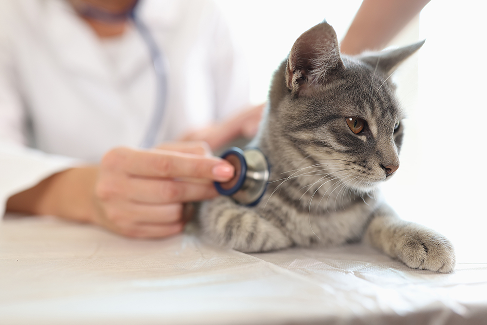 Kitten receiving a routine physical examination from a veterinarian during a wellness checkup at a veterinary clinic.