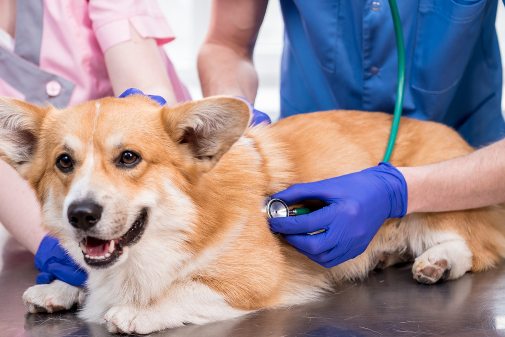Veterinarians examining a sick Corgi during a veterinary health assessment.