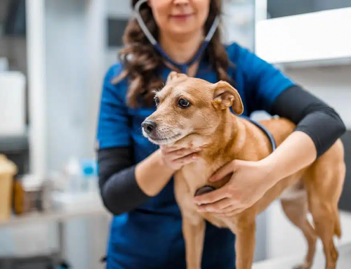 Are Your Pet’s Swollen Lymph Nodes Temporary or a Sign of Cancer?