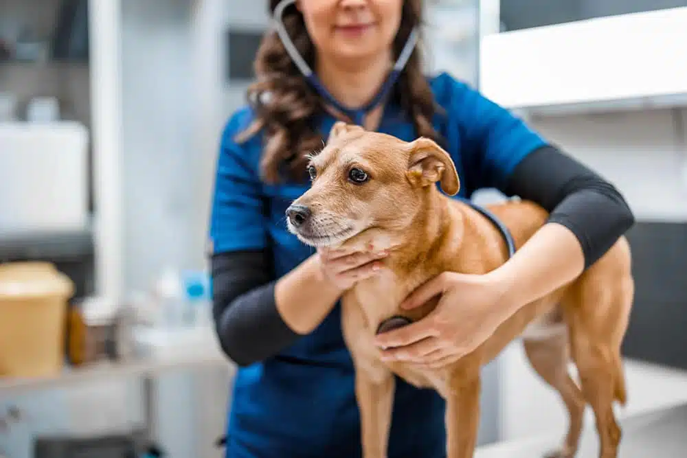 A close-up shot of a small brown dog standing on an examination table while a female veterinarian in blue scrubs uses a stethoscope to check its heart and lungs.
